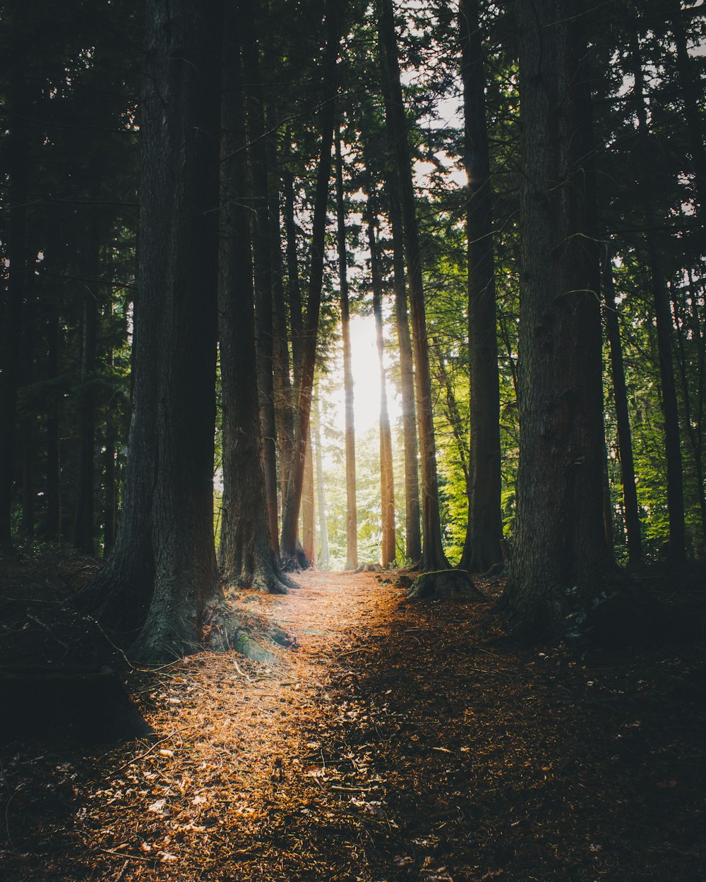 the sun shines through the trees in a forest