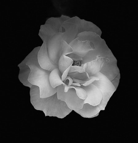 A black and white photograph of a blooming rose with soft, delicate petals captured in detail against a dark background. The focus is on the intricate texture of the petals, creating an elegant and classic floral image.