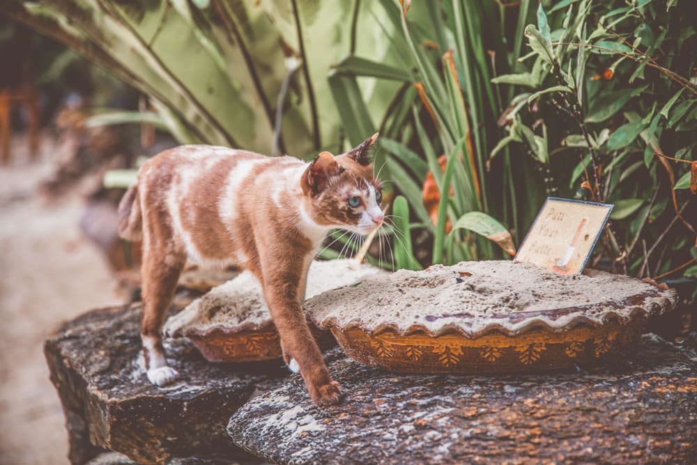 brown and white cat walking towards stones