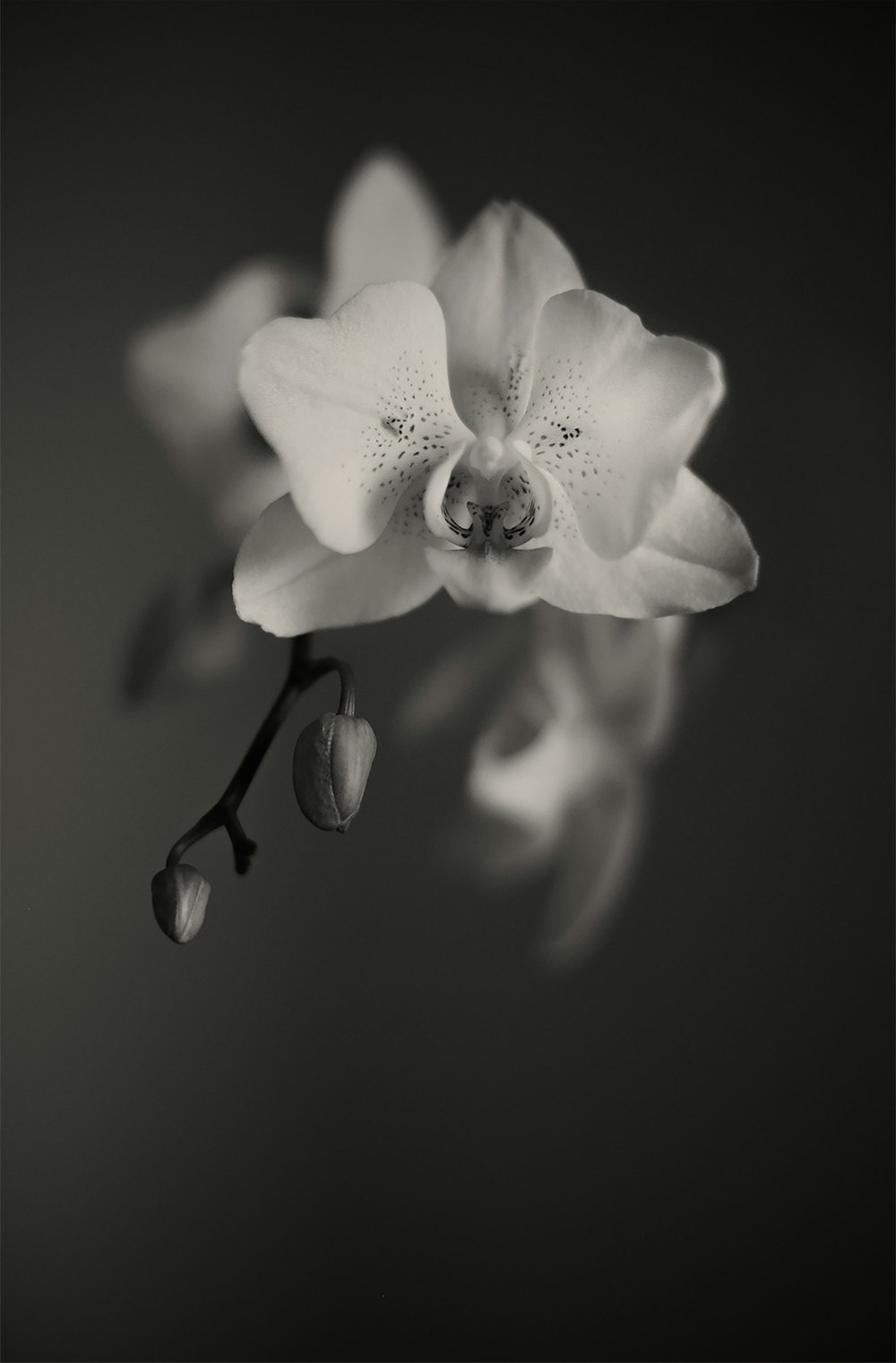 grayscale photo of flower