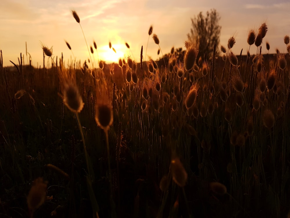 wheat field under sunset