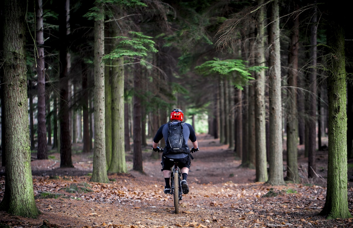 Forest trail through tall conifers in Bracknell Forest, Berkshire