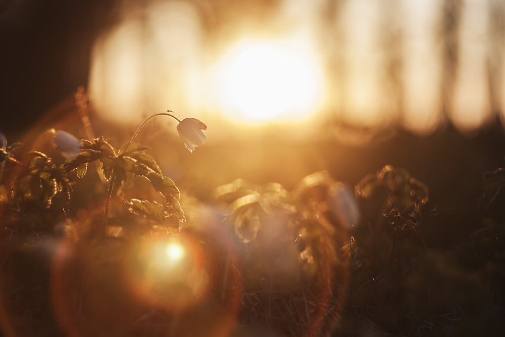 Eine Nahaufnahme einer Pflanze mit der Sonne im Hintergrund