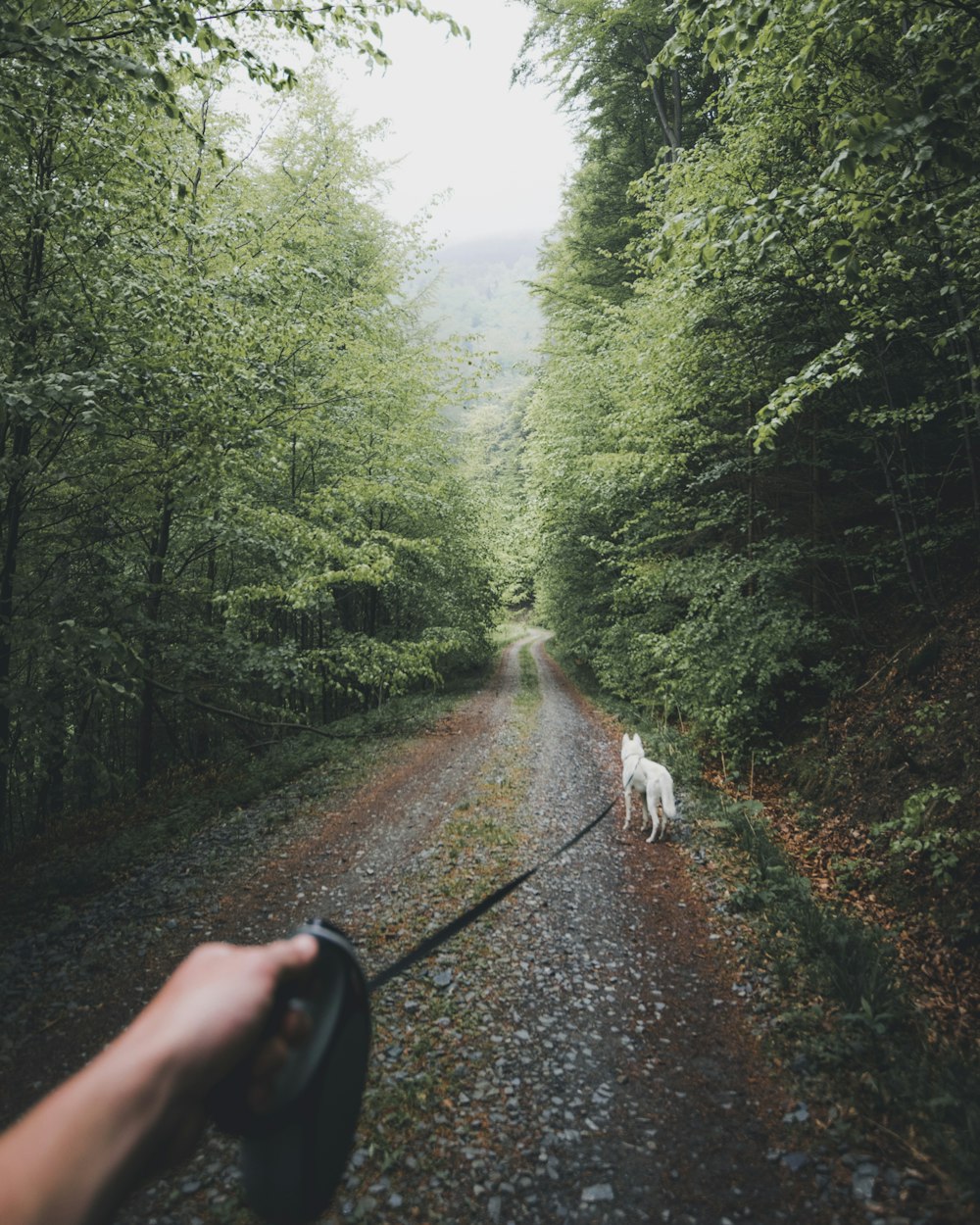 white dog walking on forest trail