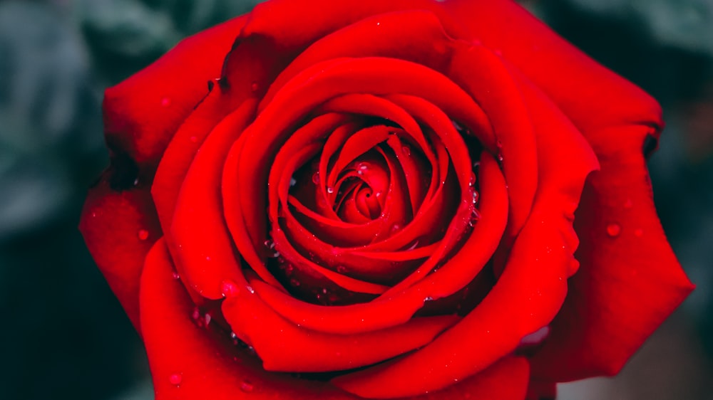 クローズアップ写真赤いバラの花