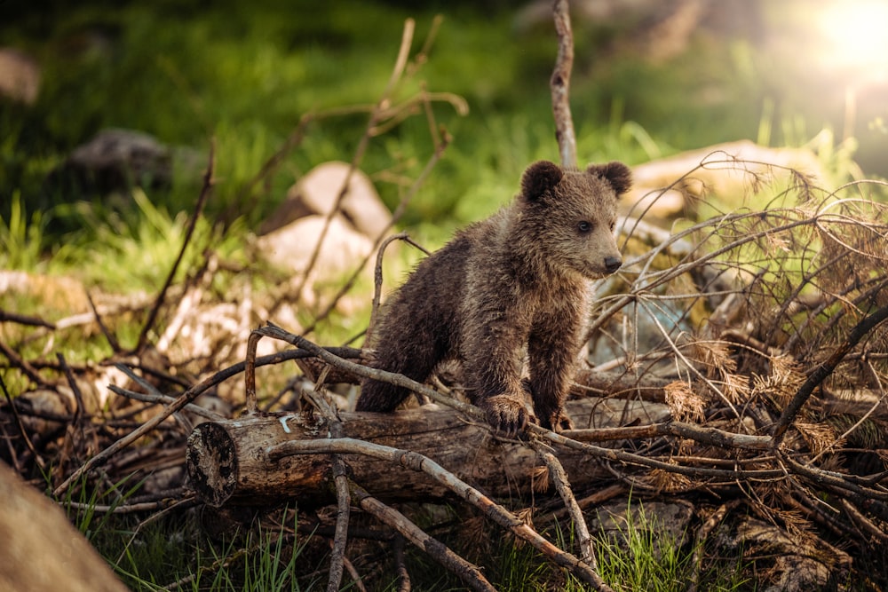 Photographie animalière de bébé ours brun