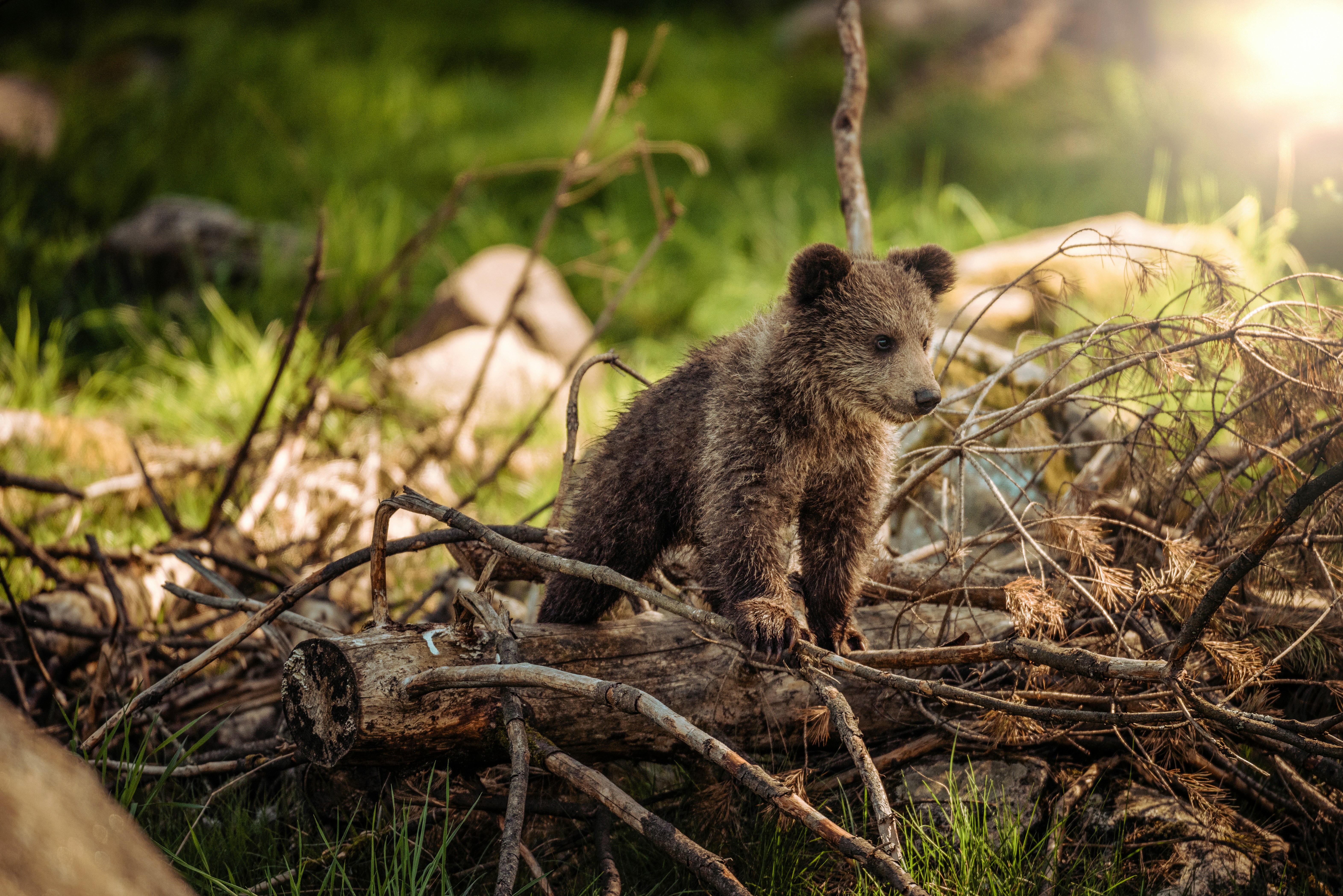 Passionate photographers have captured the most gorgeous animals in the world in their natural habitats and shared them with Unsplash. Now you can use these photos however you wish, for free!