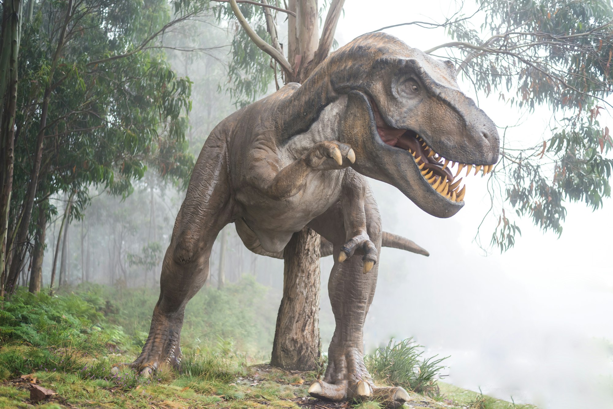 How Many Tyrannosaurus Rexes Ever Lived?