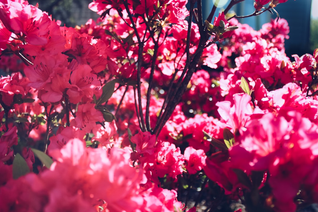 pink petaled flowers, Bright pink flowers in spring