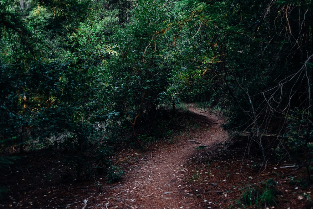 Fotografía de un camino de tierra entre plantas