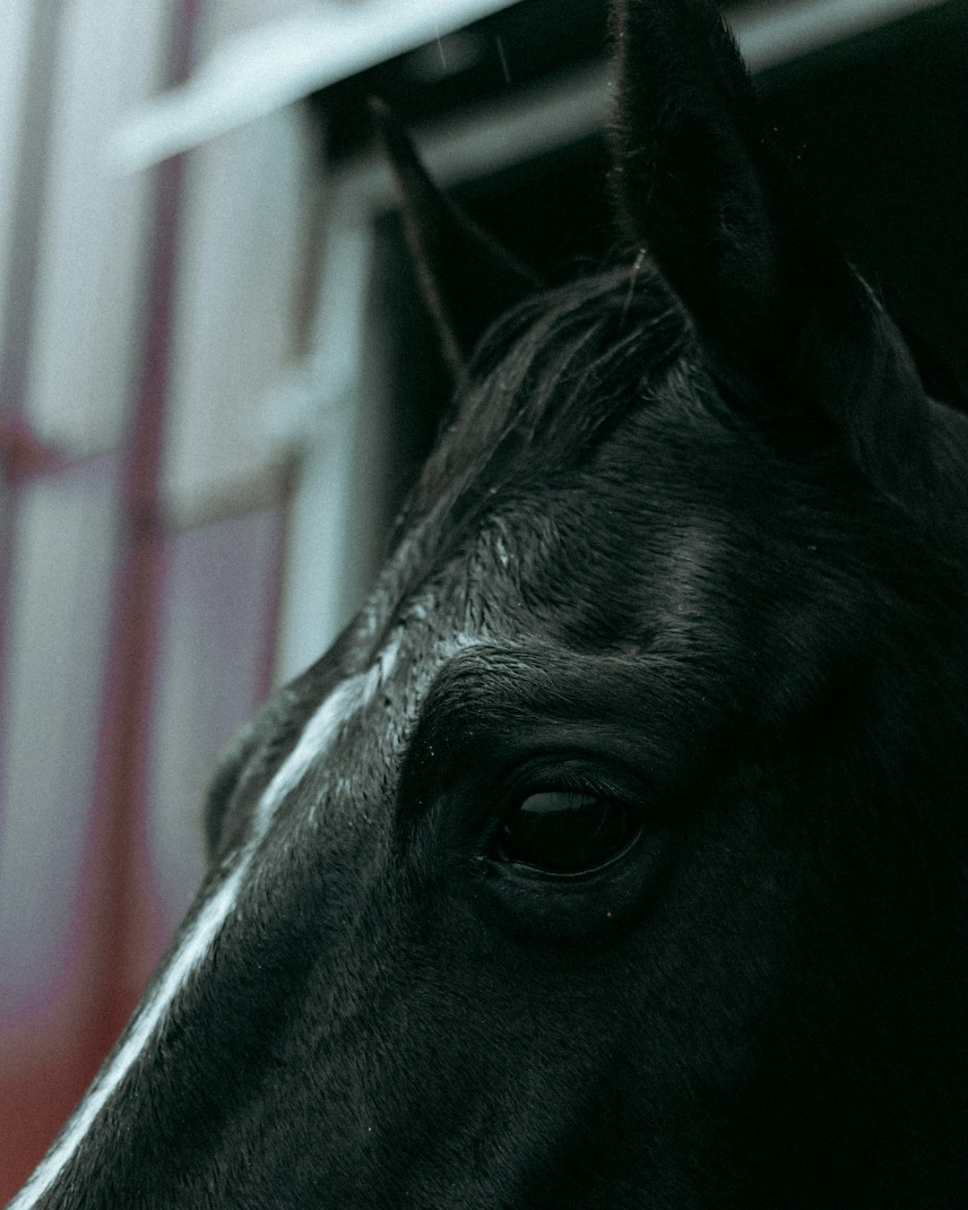closeup photo of black horse head