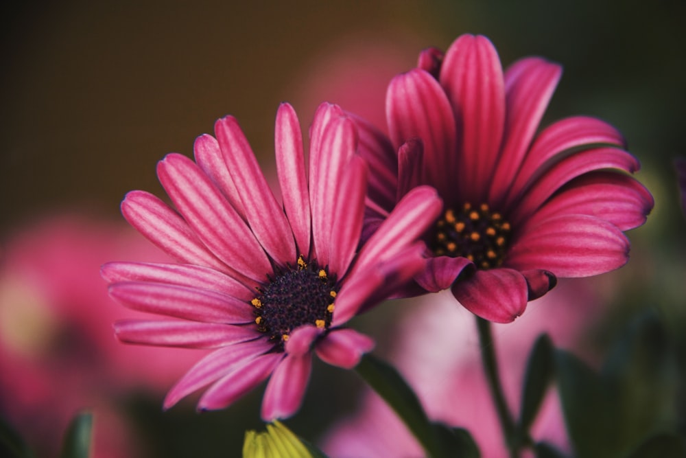 flores cor-de-rosa