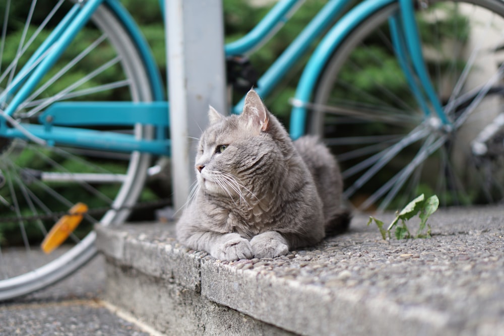 Gato cinza no chão de concreto