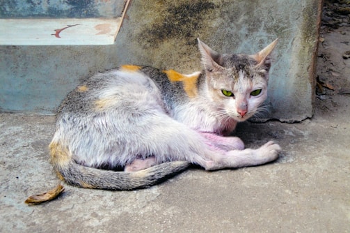 A scruffy, multicolored cat lying on a concrete surface next to a wall. The cat has patches of orange, black, and white fur, and its eyes are a vivid green. It appears thin and slightly dirty, with a wary expression.