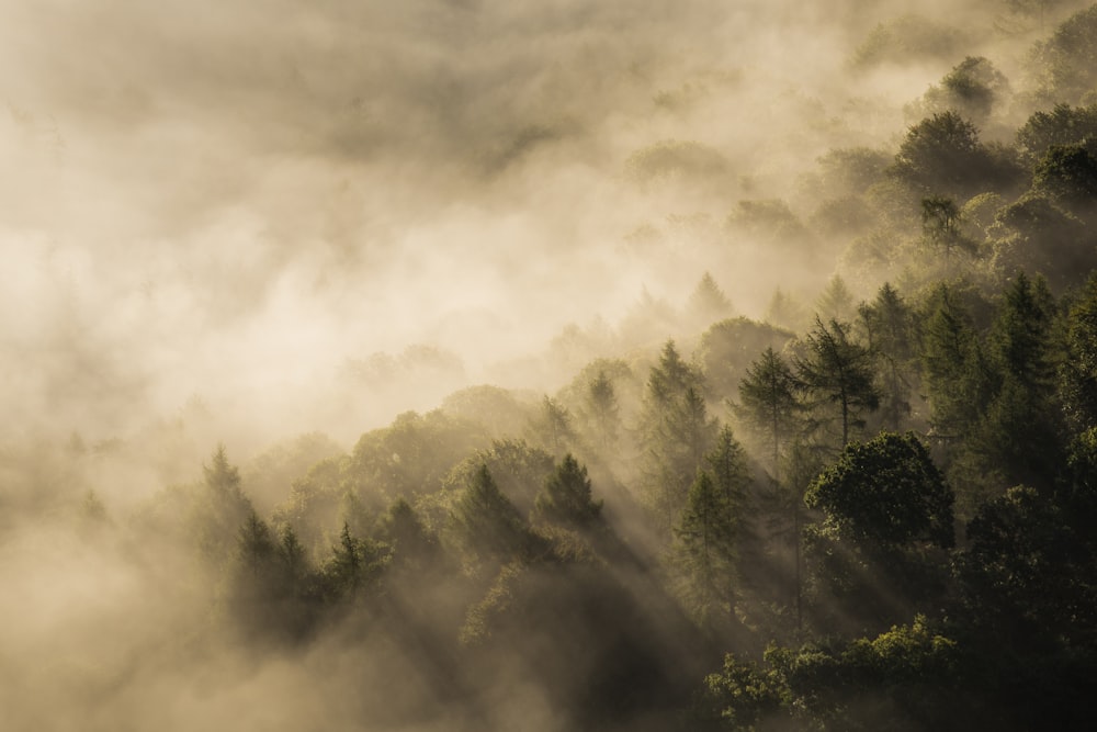 Bosque verde cubierto por la niebla