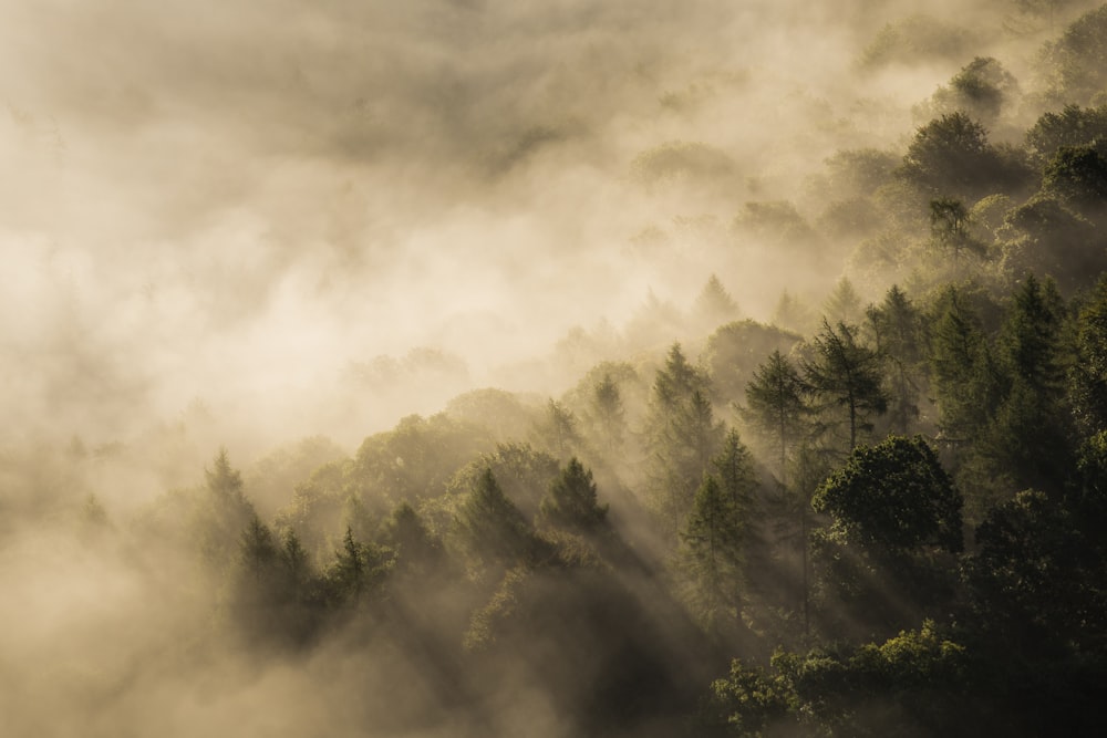 green forest covered by fog