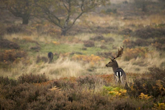 deer on wheat field