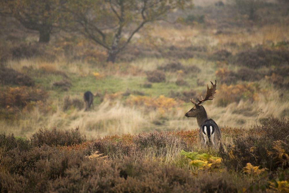 deer on wheat field