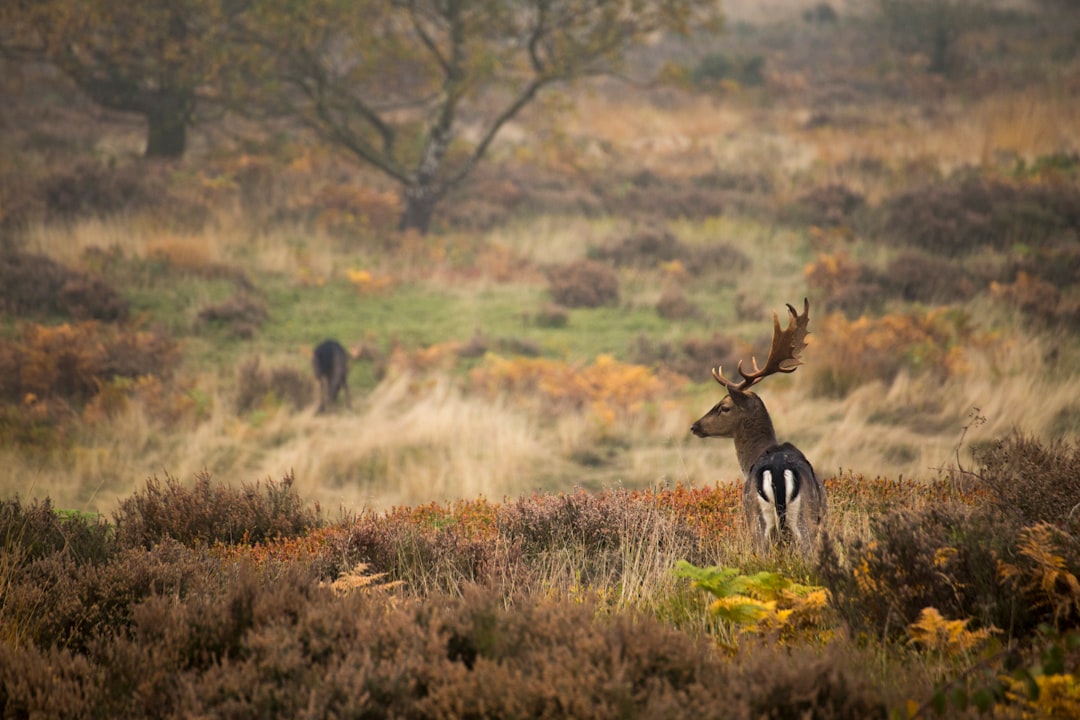 Wildlife photo spot Cannock Chase Forest Malvern Hills District