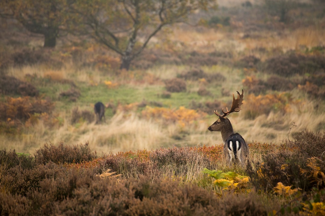 Wildlife photo spot Cannock Chase Forest Chester