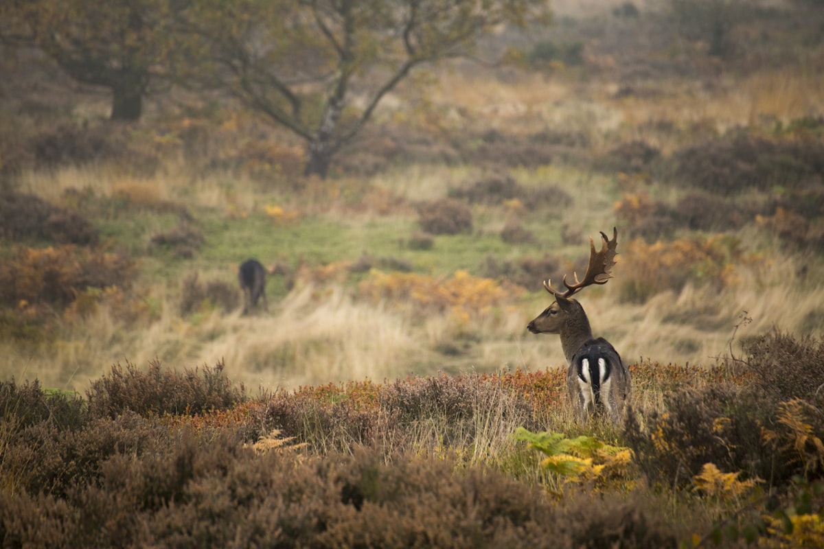 Heathland and grazing deer on Cannock Chase National Landscape, Staffordshire