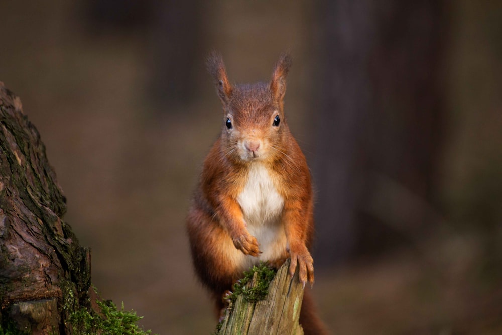 Foto mit flachem Fokus von braunem Eichhörnchen
