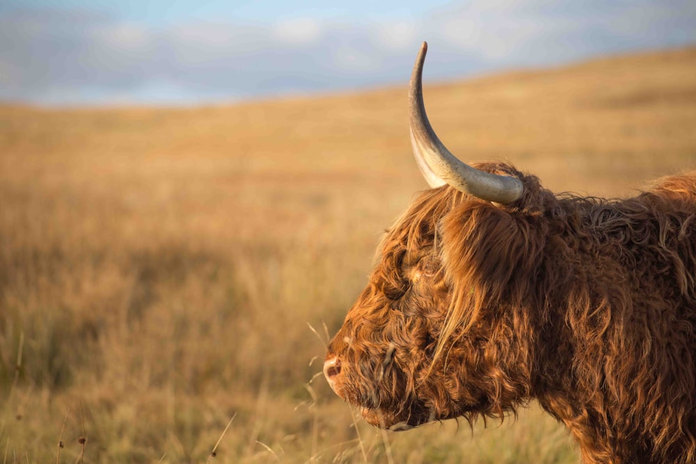 shallow focus shot of brown yak