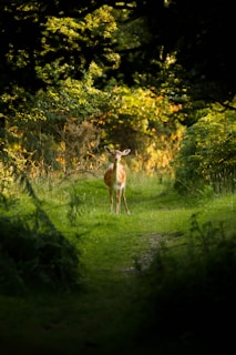 brown deer standing of grass field surrounded by trees