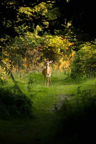 brown deer standing of grass field surrounded by trees
