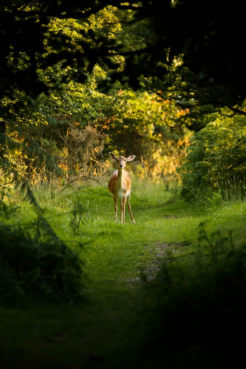 brown deer standing of grass field surrounded by trees