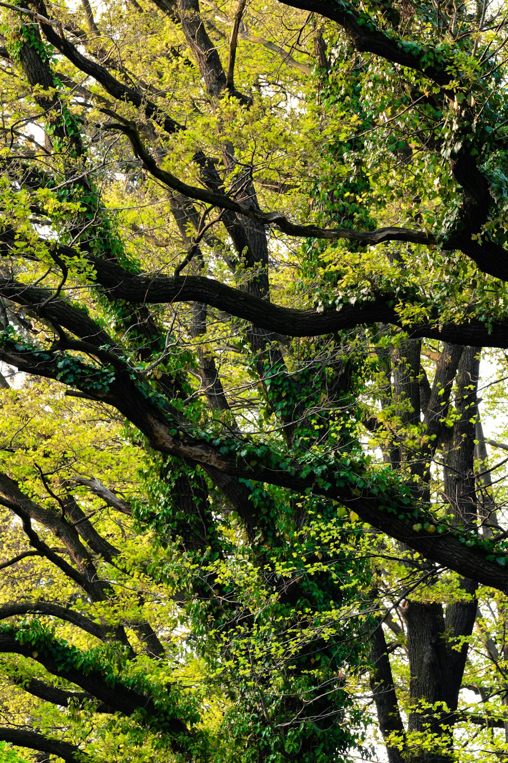 arbre à feuilles vertes