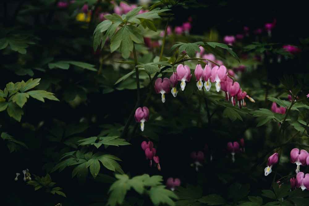 pink petaled flowers