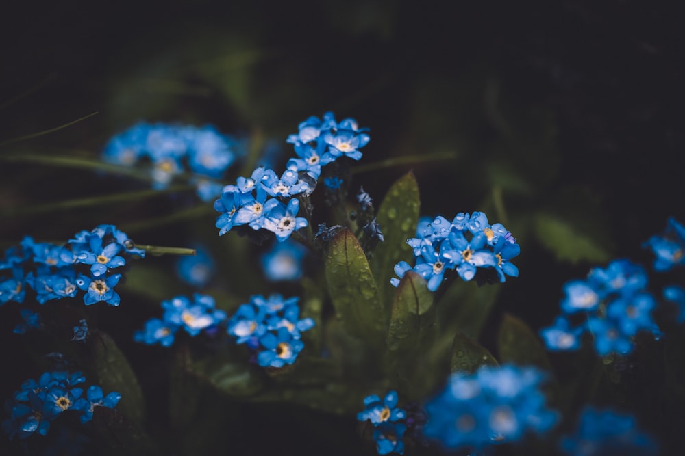 낮 동안 푸른 꽃송이 꽃의 근접 촬영