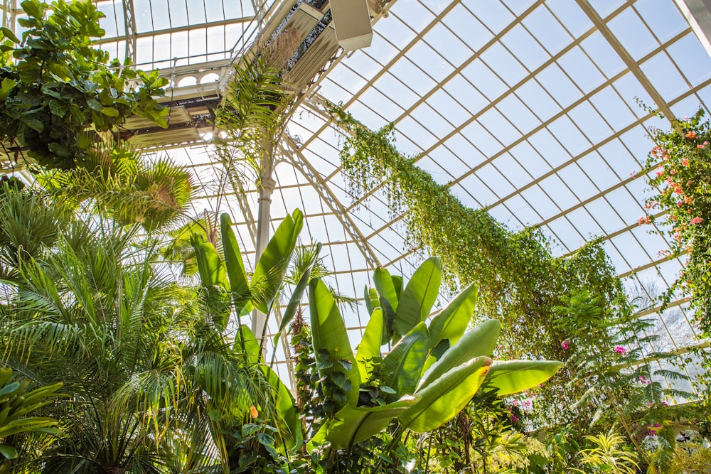 Plantes à l’intérieur de la structure blanche