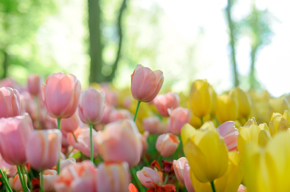 Fotografia di profondità di fiori di tulipano rosa e gialli