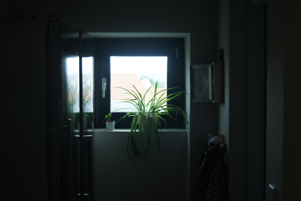 grüne, linear belaubte Pflanze in der Nähe des Fensters
