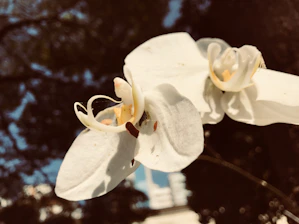 Close-up of a delicate orchid petal bathed in soft natural light, highlighting its sculptural curves.