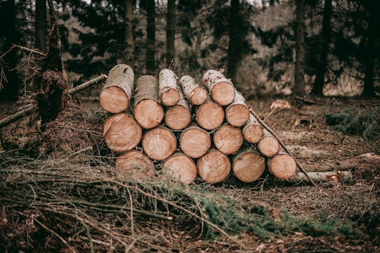 pile of wood logs in Burkat Poland