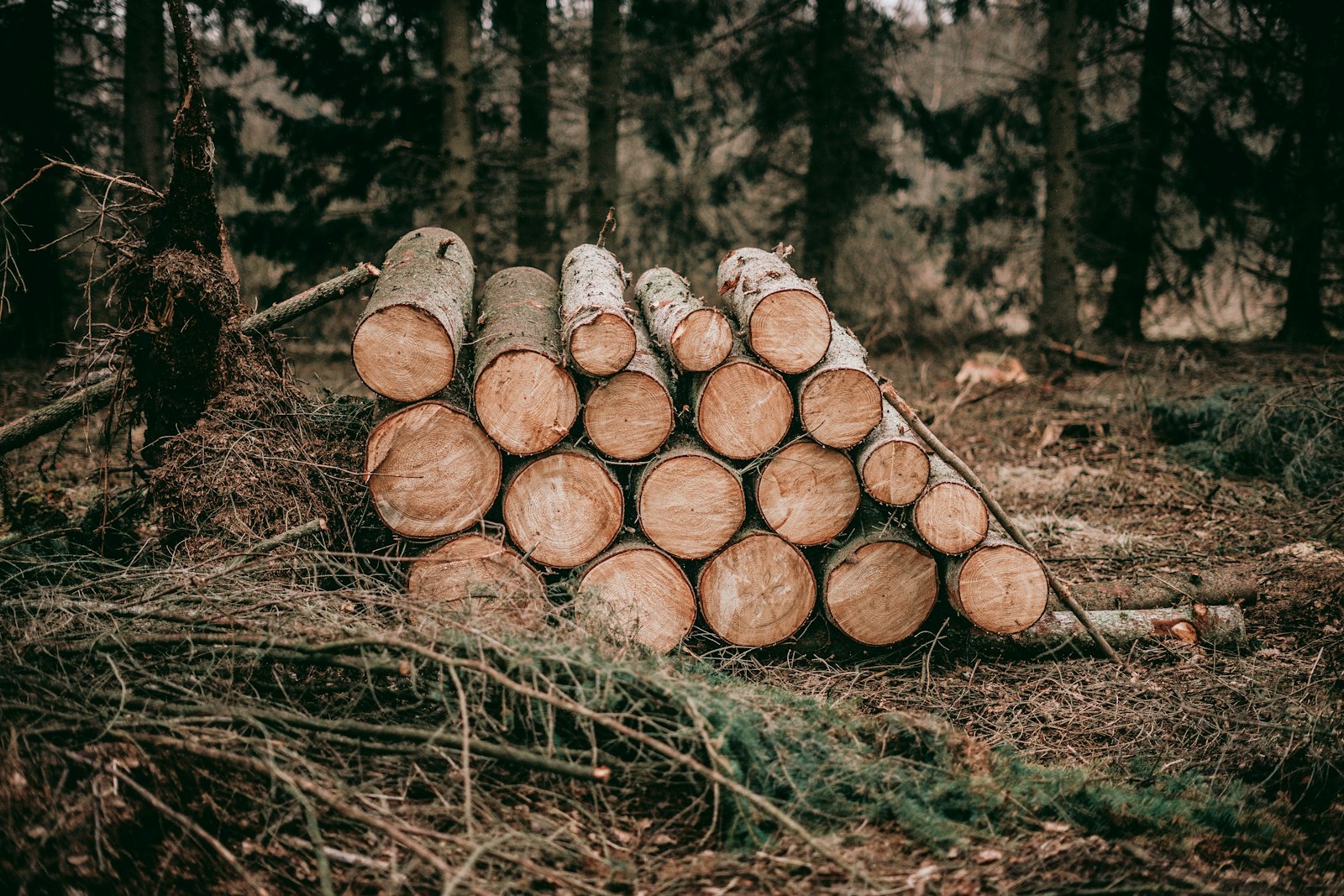 Sony a7 + Sony FE 50mm F1.8 sample photo. Pile of wood logs photography