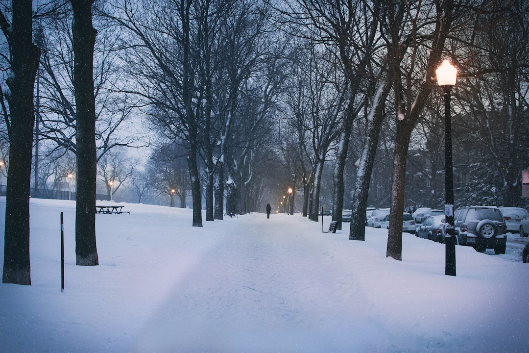 person walking between trees,