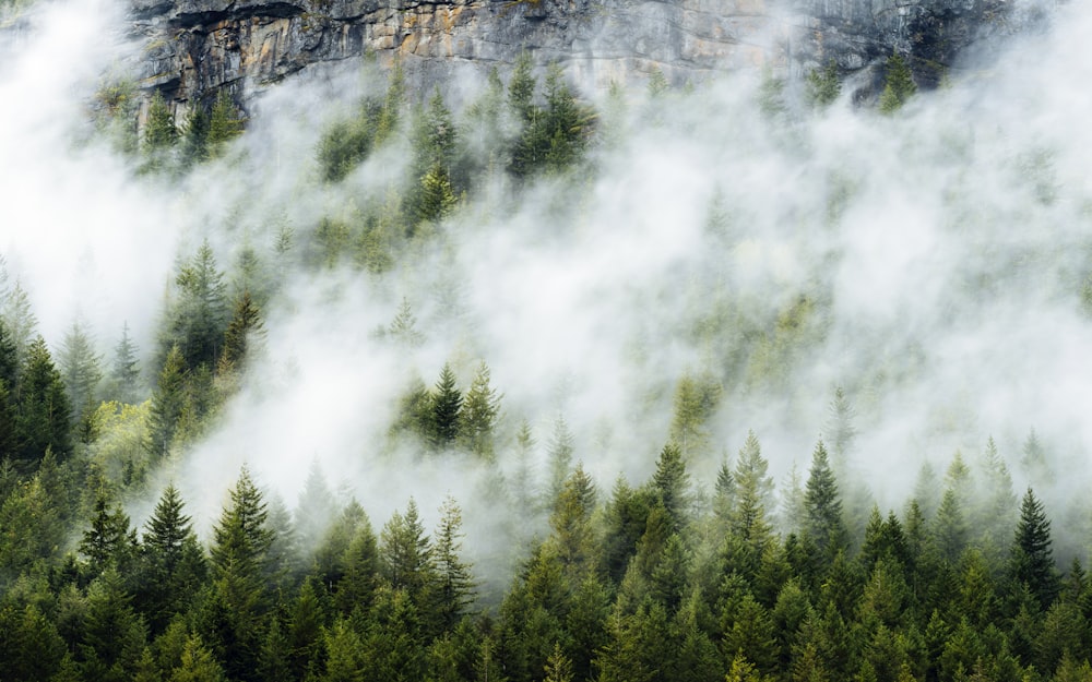 aerial view of green tree forest