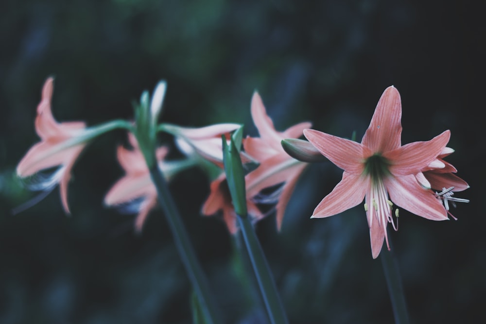 pink flowers in shallow focus photography