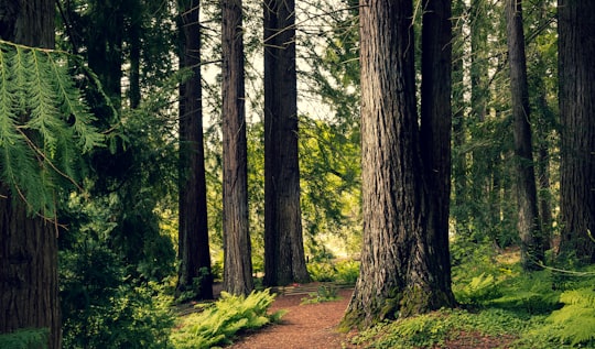 brown trees in Regional Parks Botanic Garden United States