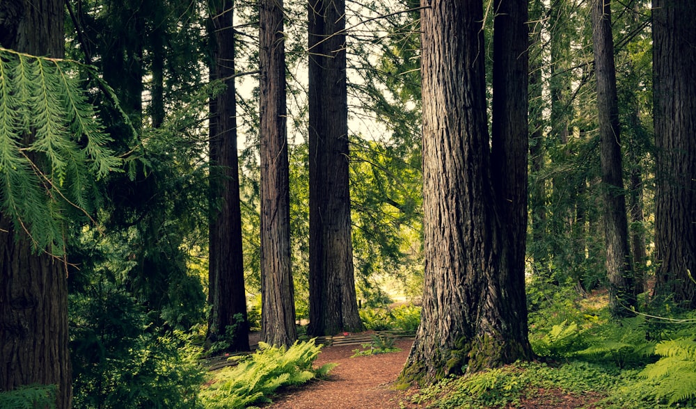 brown trees