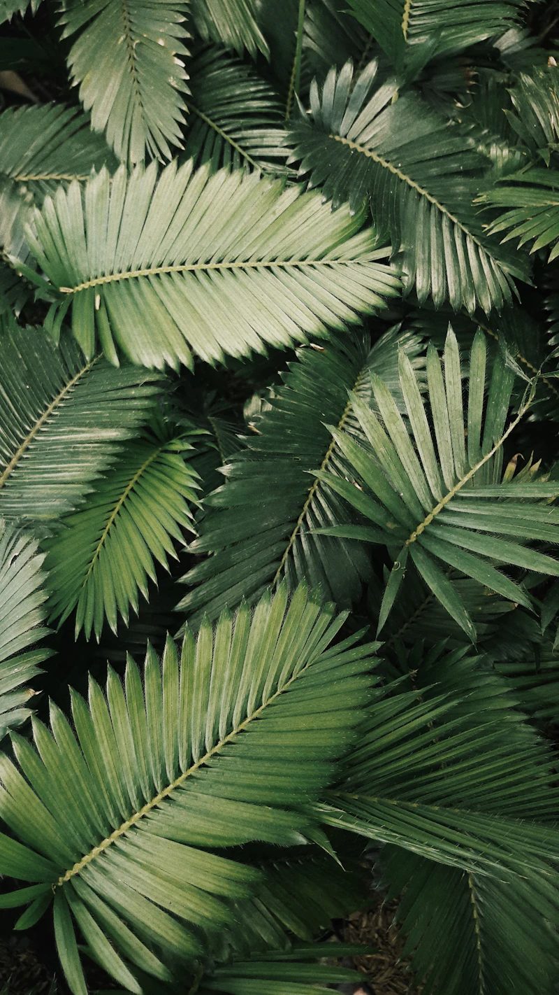 Feuillage tropical