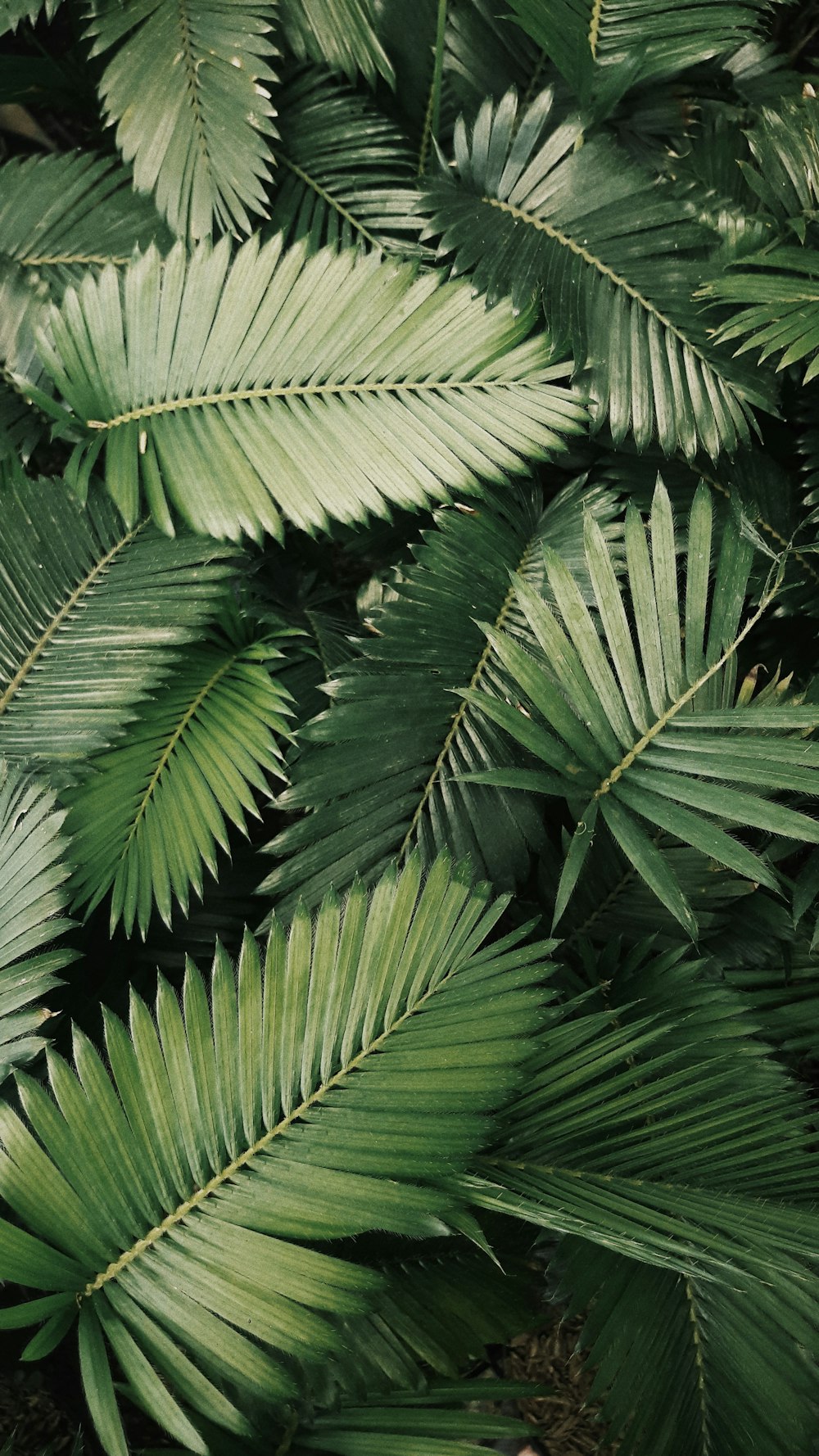 palm leaves