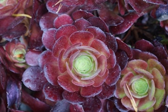 A close-up view of a succulent plant featuring layers of leaves with a rich gradient from deep red to a vibrant green in the center. The leaves are covered with droplets of water, giving them a fresh and glossy appearance. Surrounding the main plant are several other succulents with similar coloration, forming a dense, lush pattern.