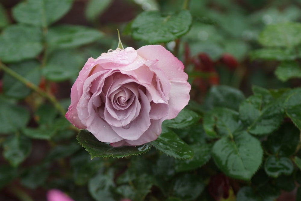 fotografia a fuoco superficiale di fiore rosa