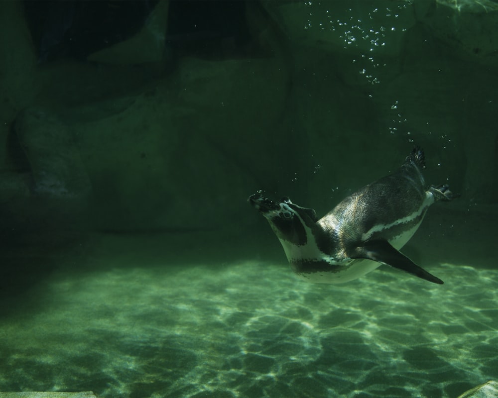 penguin dive through body of water