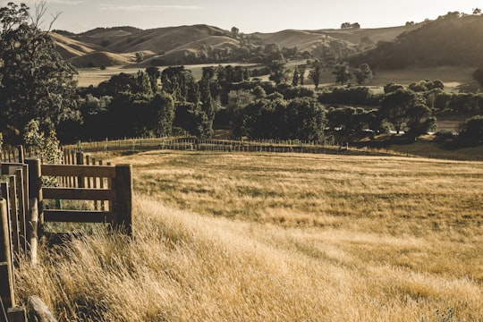 green grass field during daytime in Te Mata Peak New Zealand